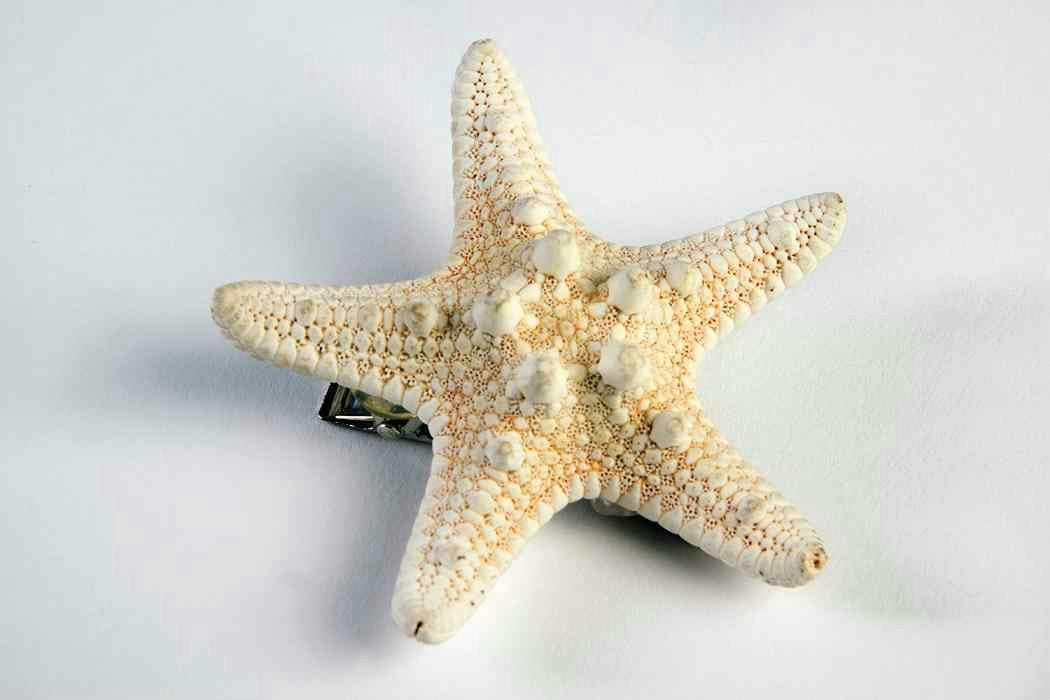 Mermaid Ivory Star Fish Seashell Hair Clip Costume Accessory
