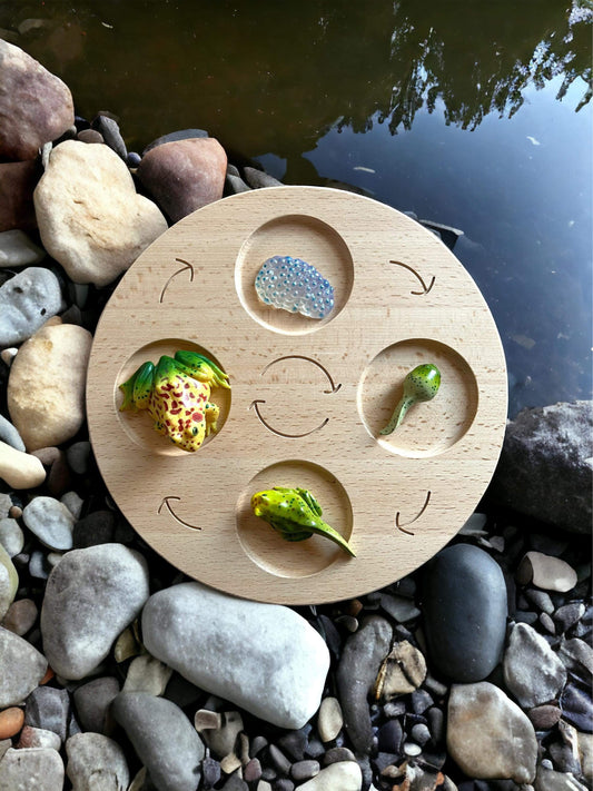 Double-Sided Wooden Life Cycle Board