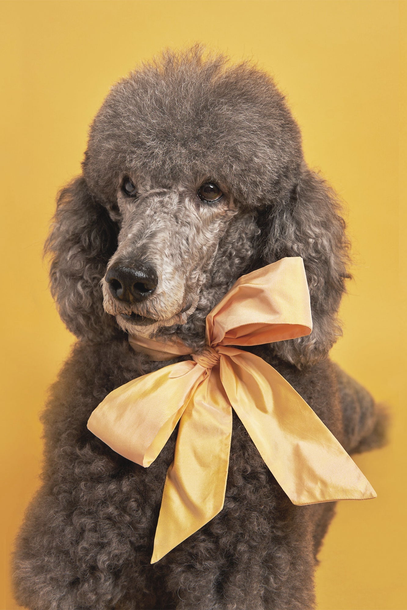 Hazel the Blue Poodle Hair Clip