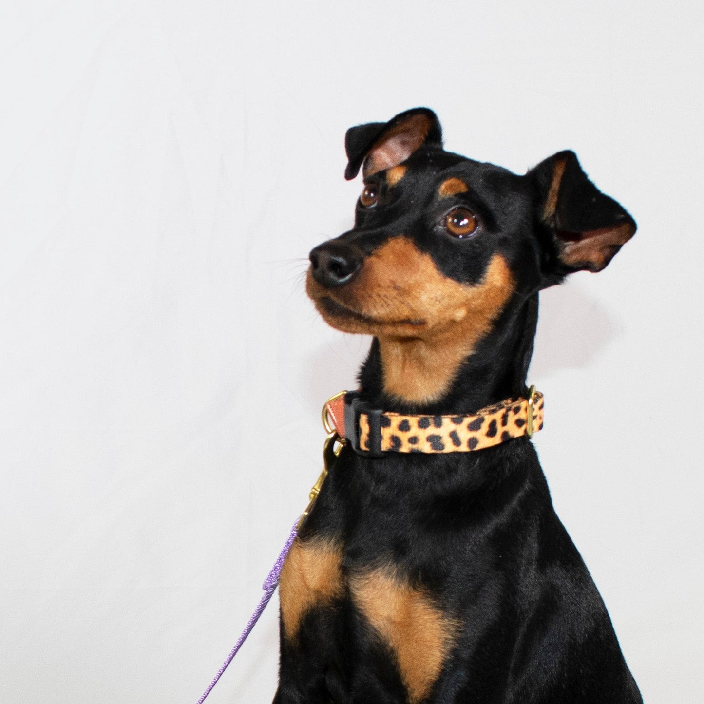 Martingale Dog Collar – Leopard / Peach