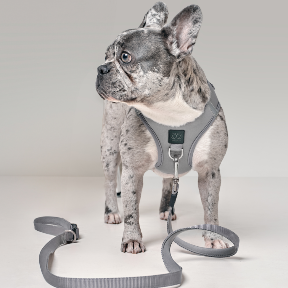 SoHo Dog Harness - Steel