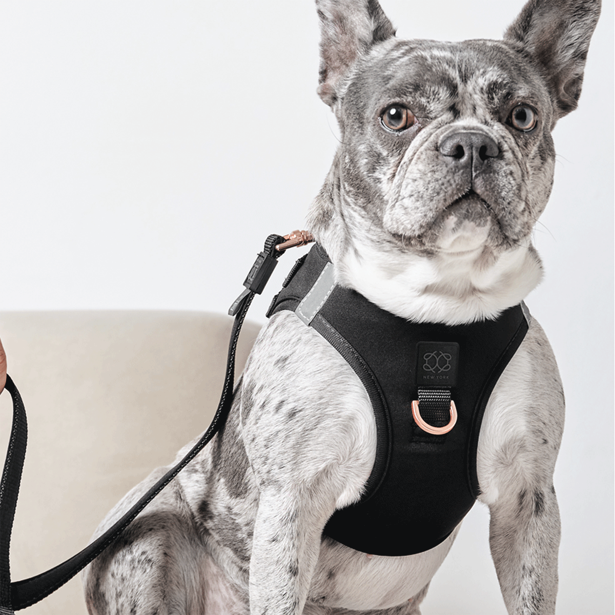 SoHo Dog Harness - Black