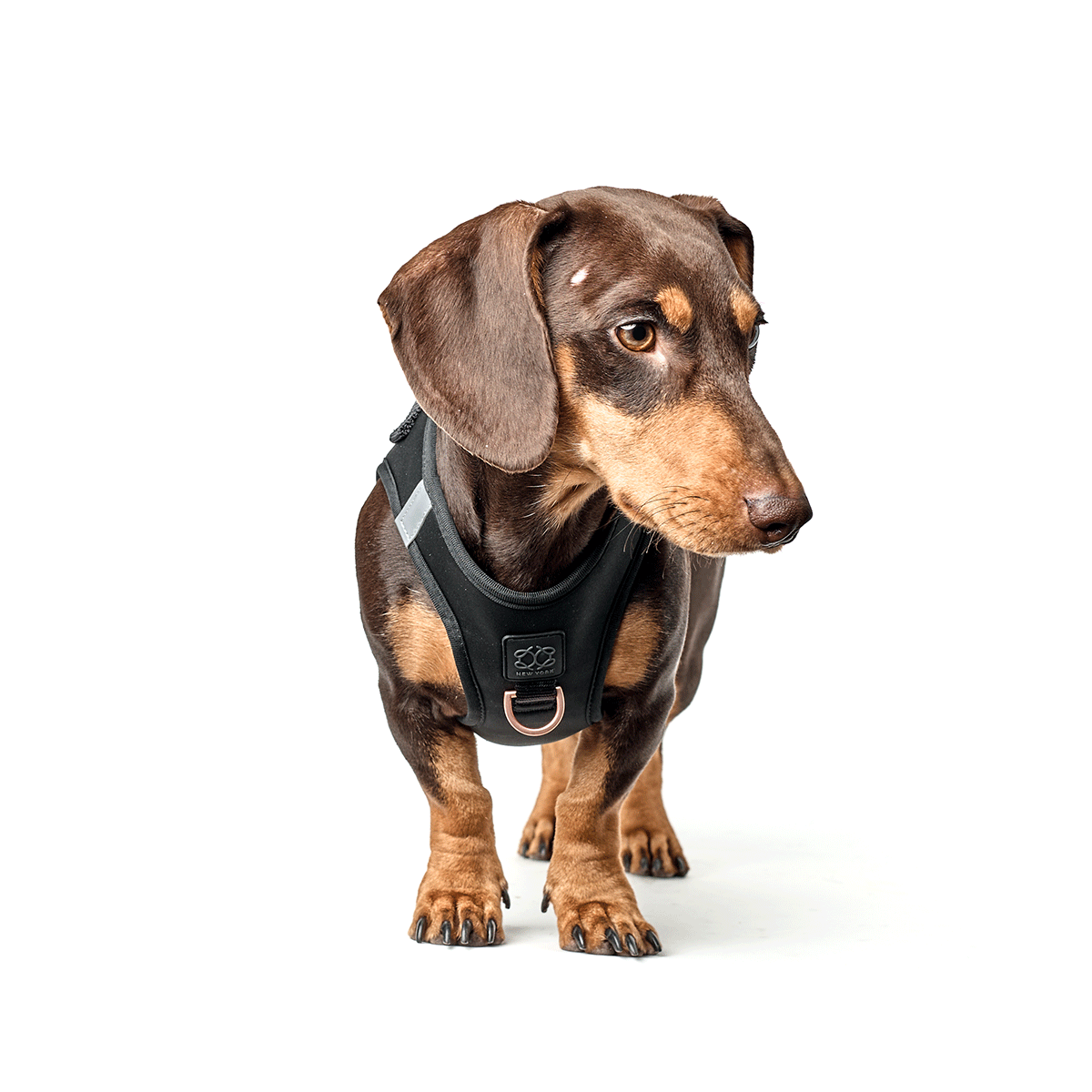 SoHo Dog Harness - Black