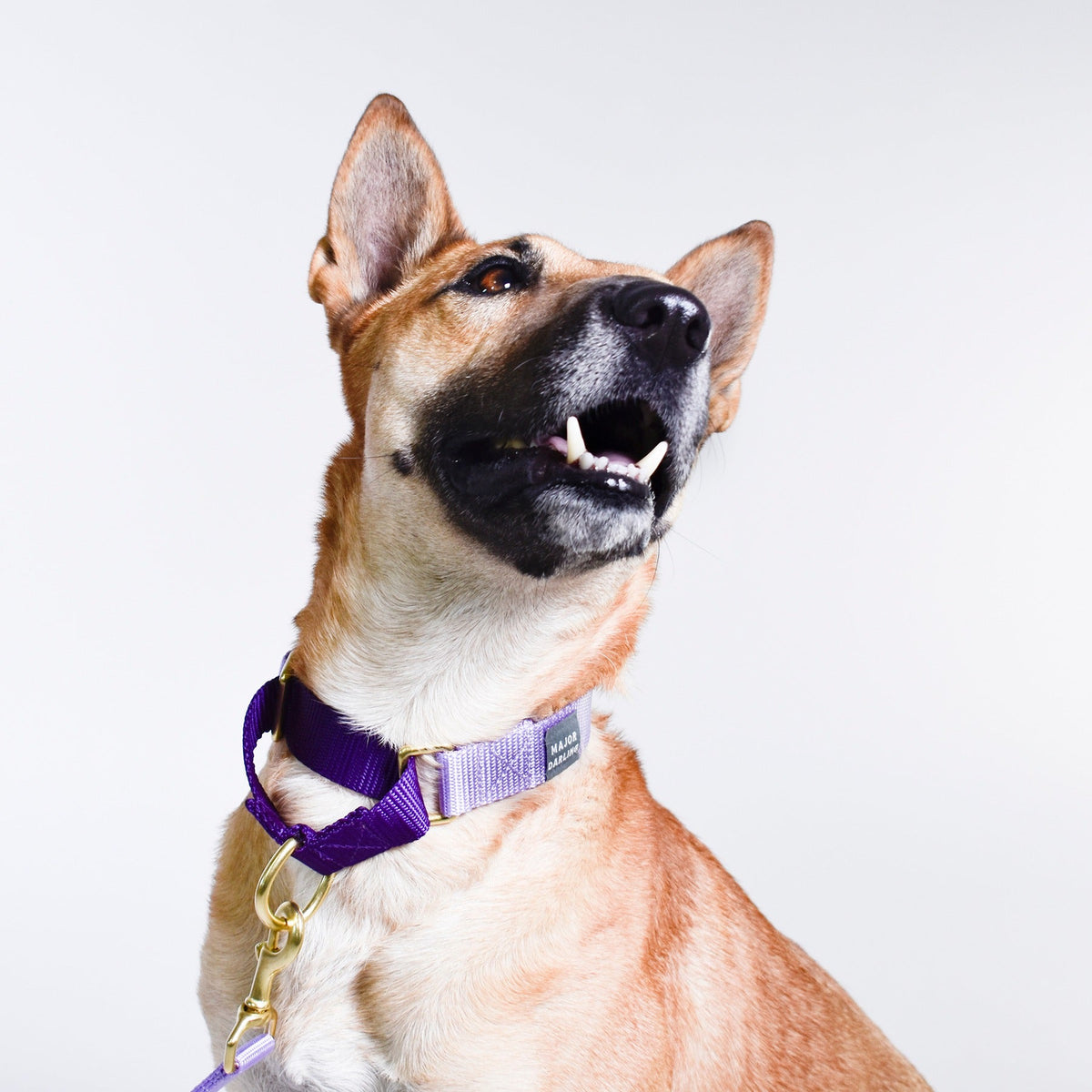 Martingale Dog Collar
