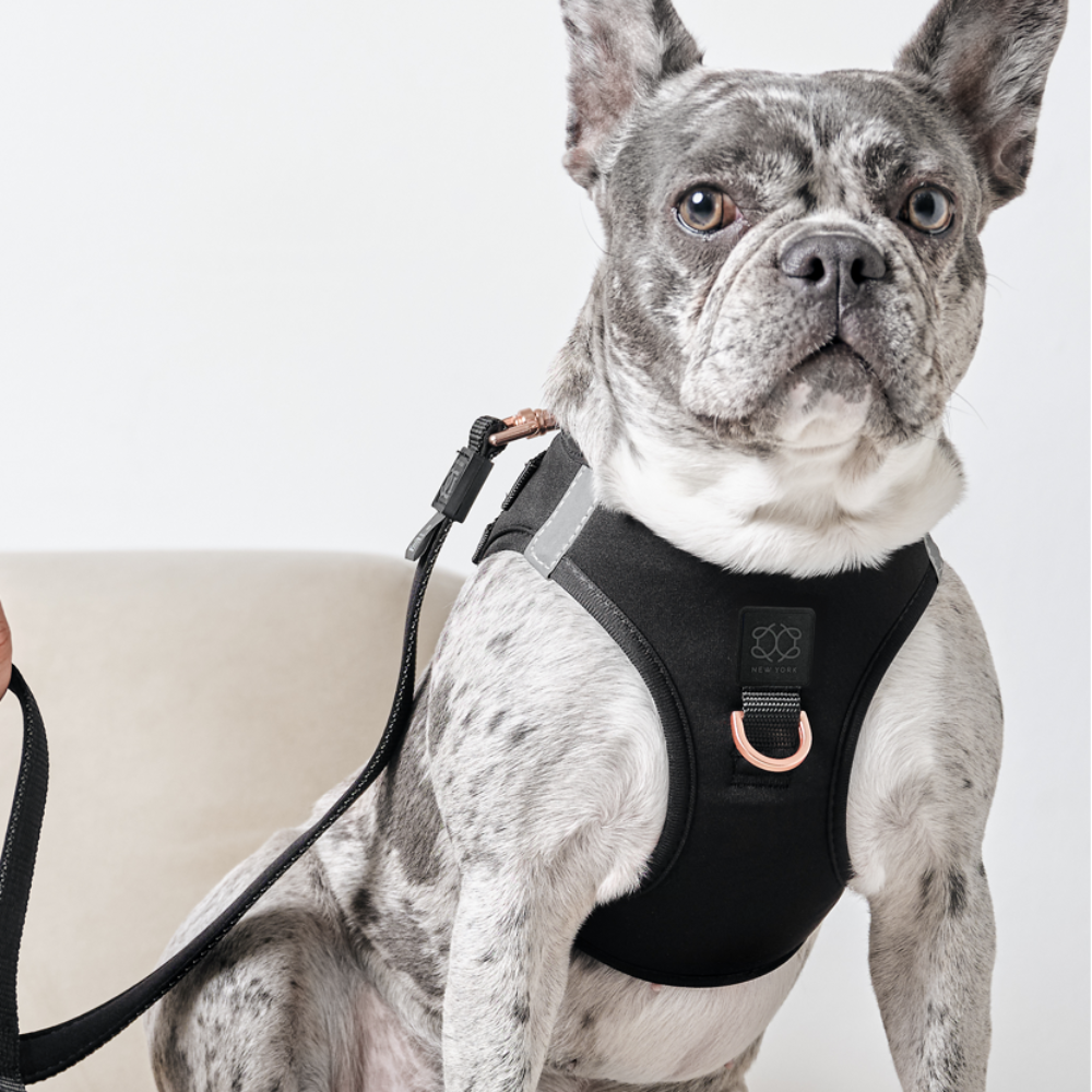SoHo Dog Harness - Black