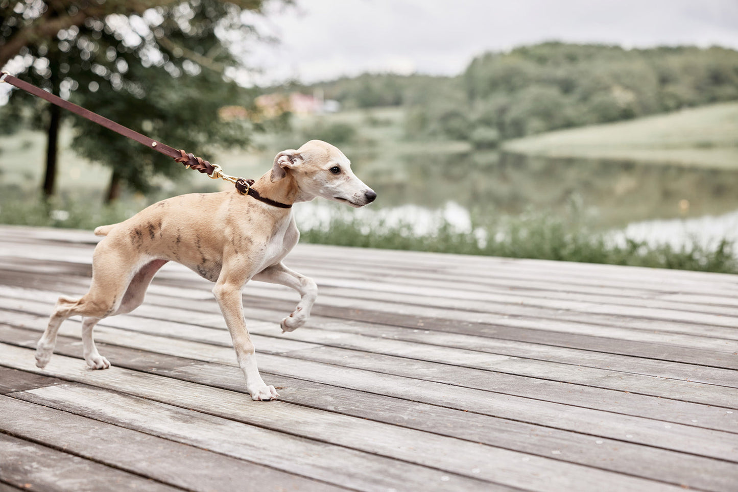 Robin Dog Collar Extra Large - Choko