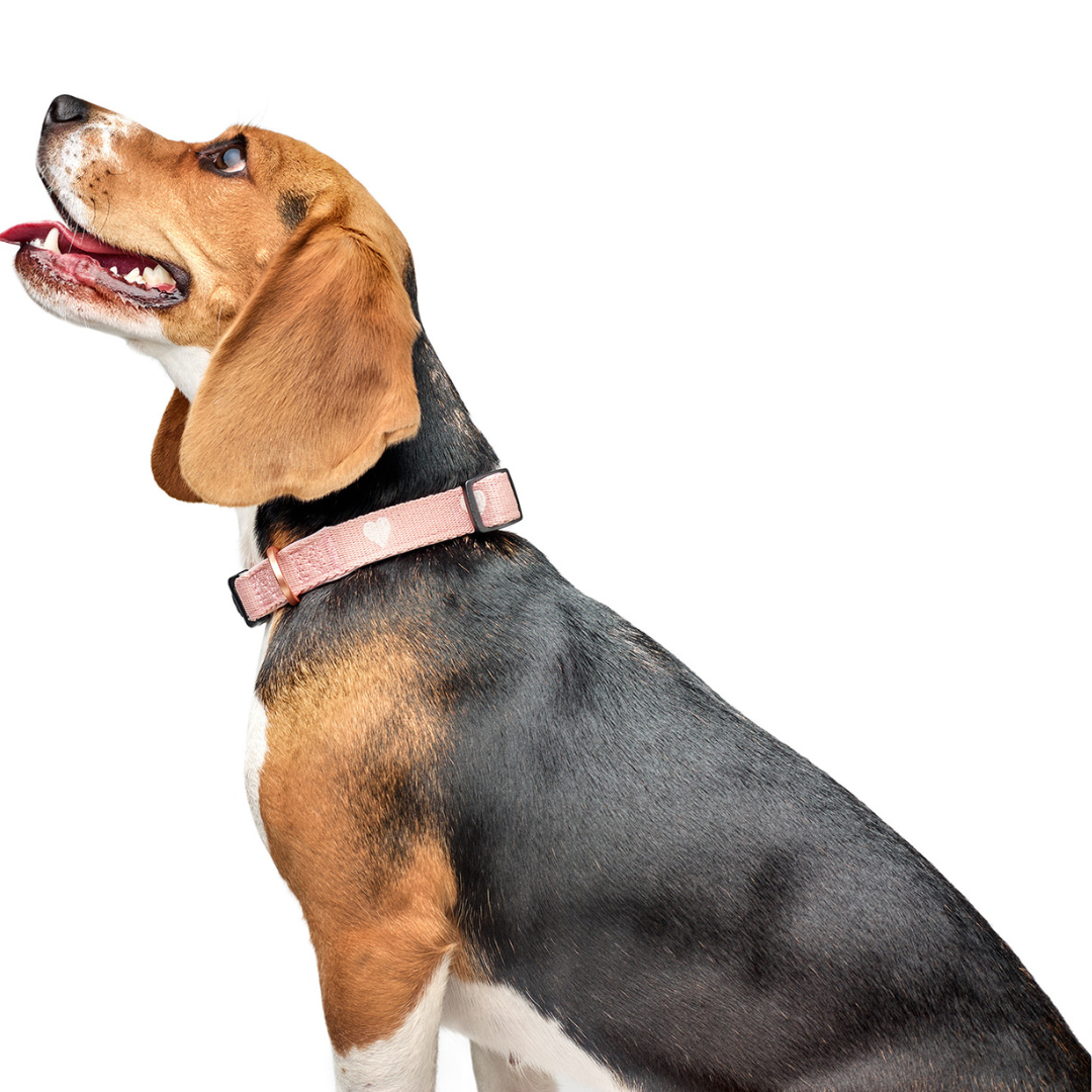 The DOGISTRY x Fi Sweetheart 3+ Collar Band