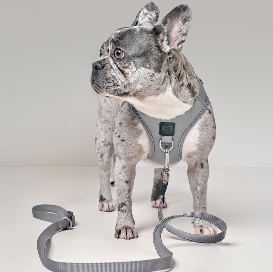 SoHo Dog Harness - Steel