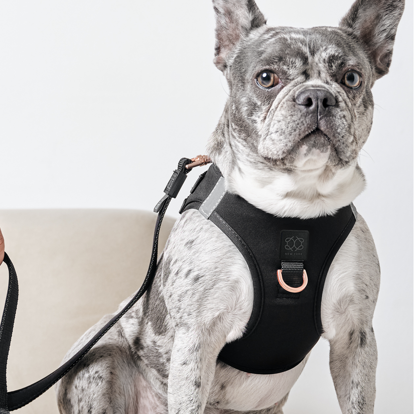 SoHo Dog Harness - Black