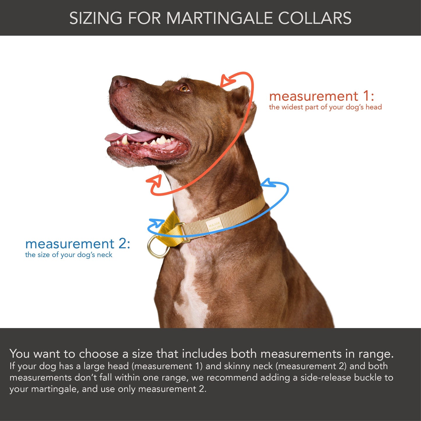 Martingale Dog Collar