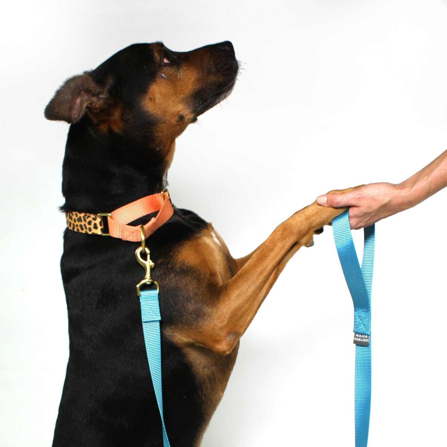 Martingale Dog Collar – Leopard / Peach