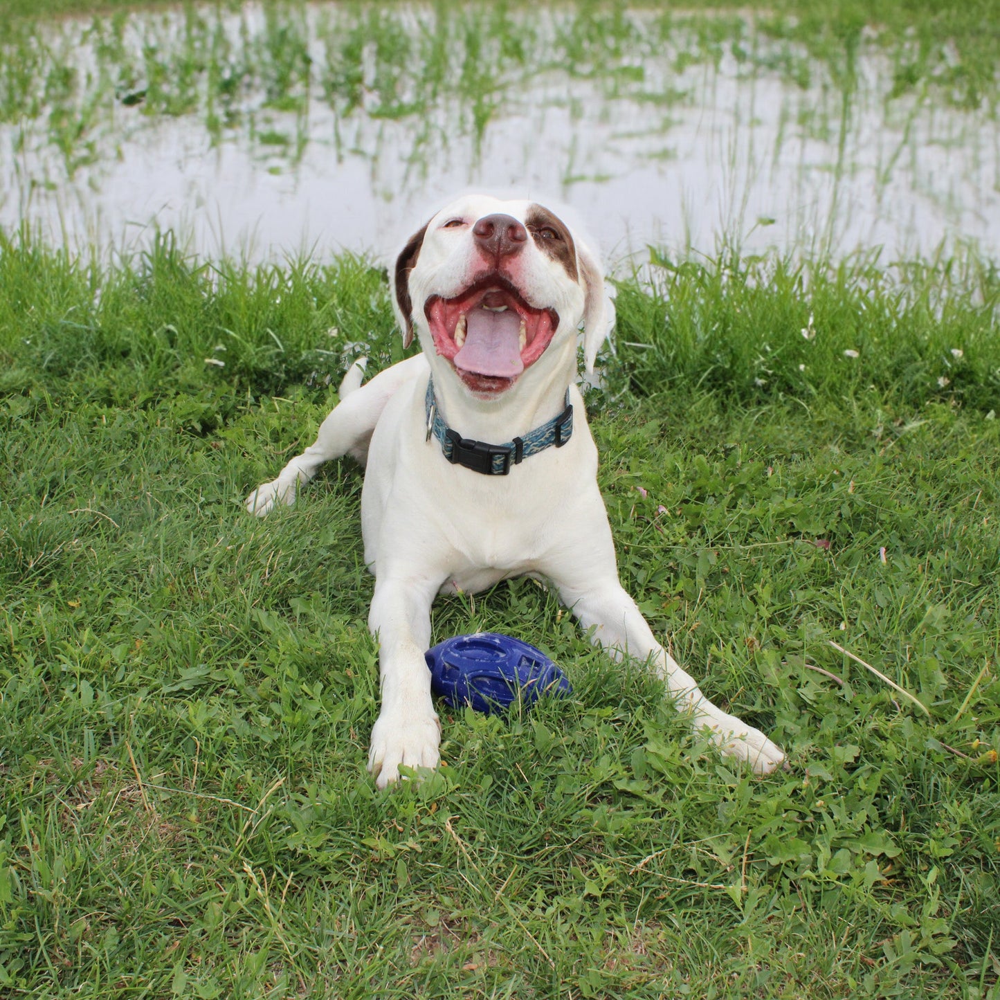 Chewie Squeak Rubber Football