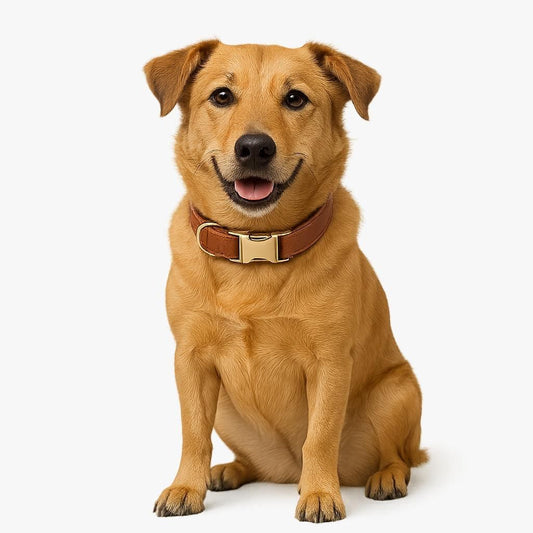 Scooby Leather Dog Collar