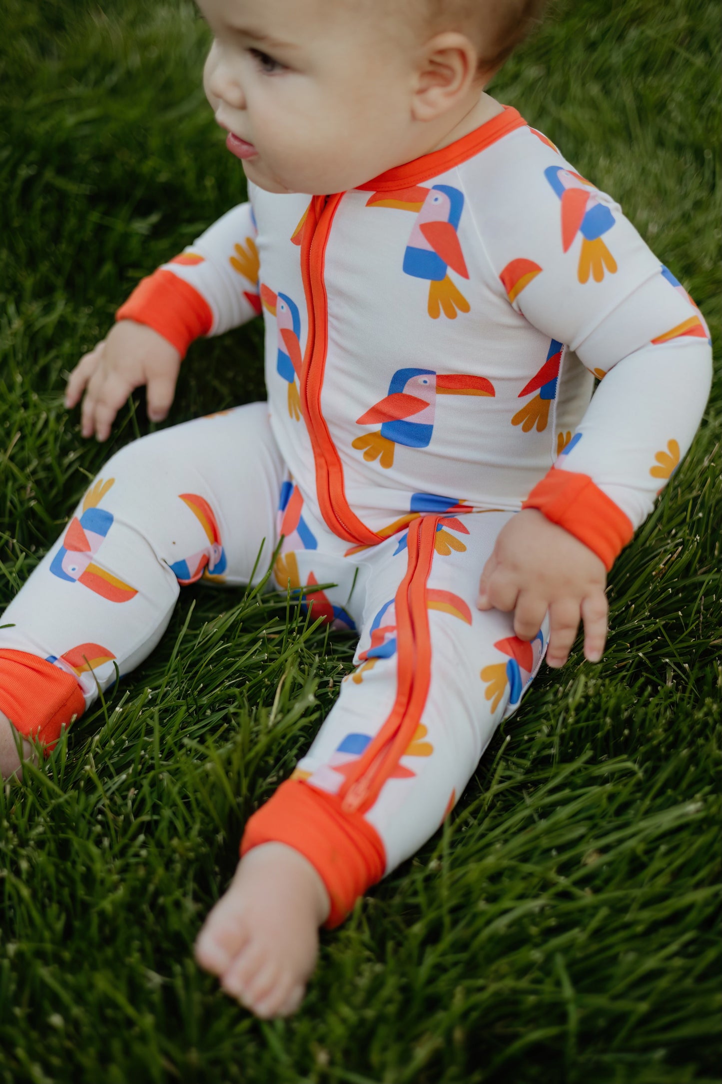 Toucan Zippy