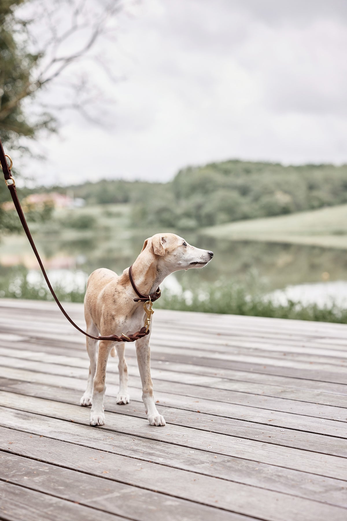 Robin Dog Collar Extra Large - Choko
