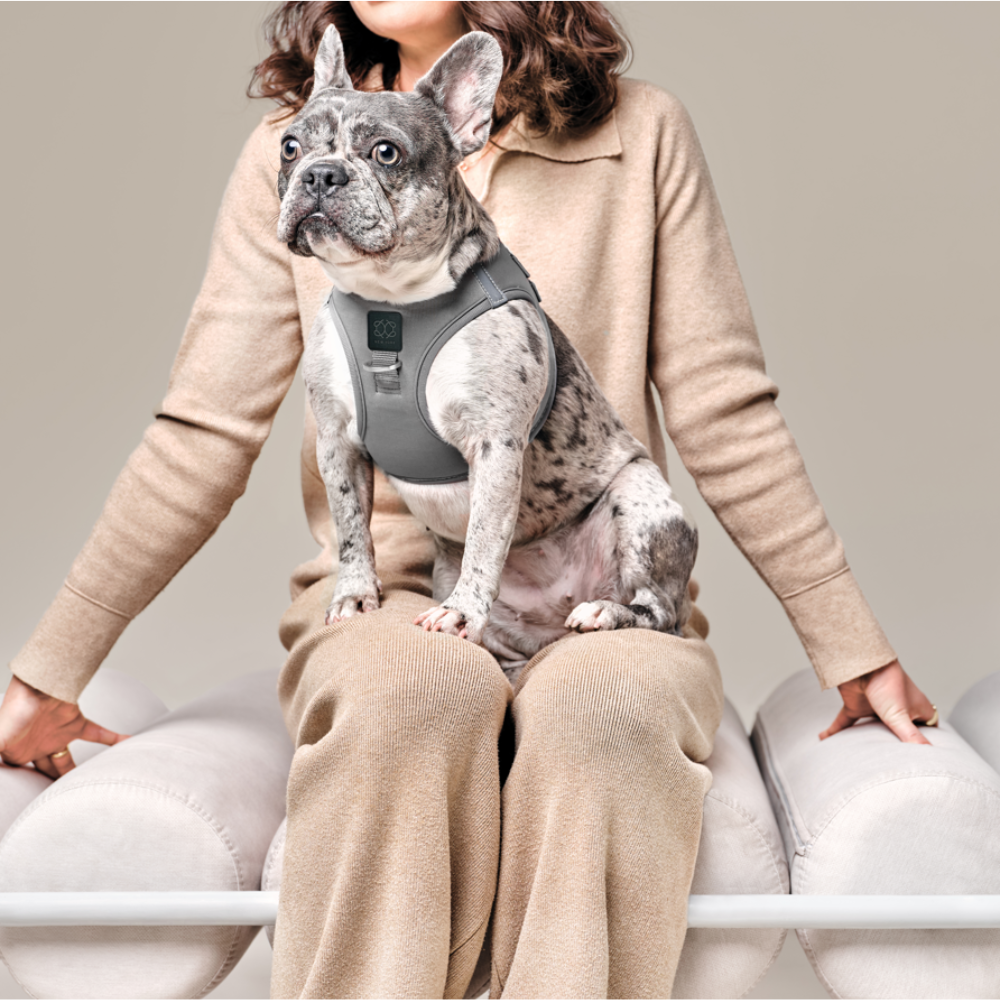SoHo Dog Harness - Steel