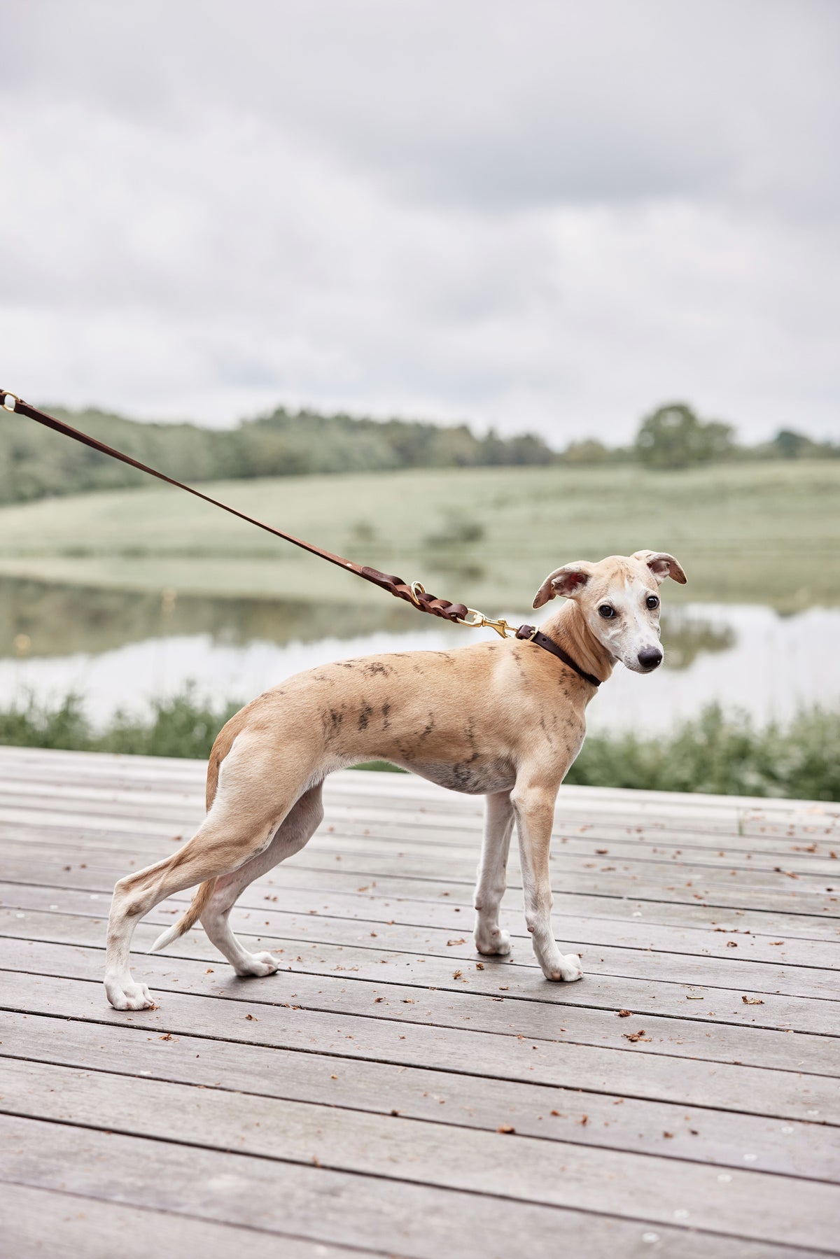 Robin Dog Collar Extra Large - Choko