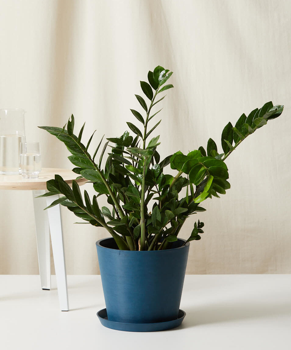 ZZ Plant