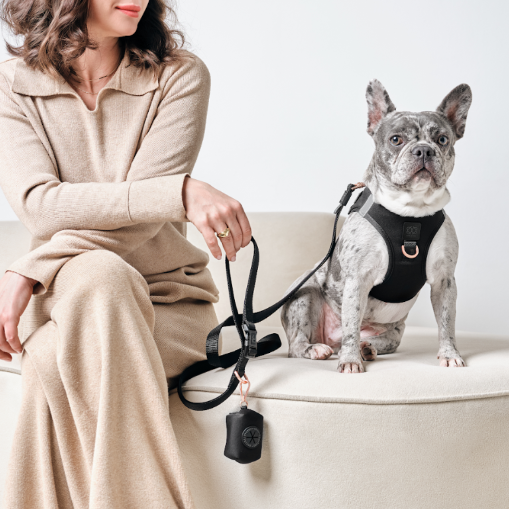 SoHo Dog Harness - Black
