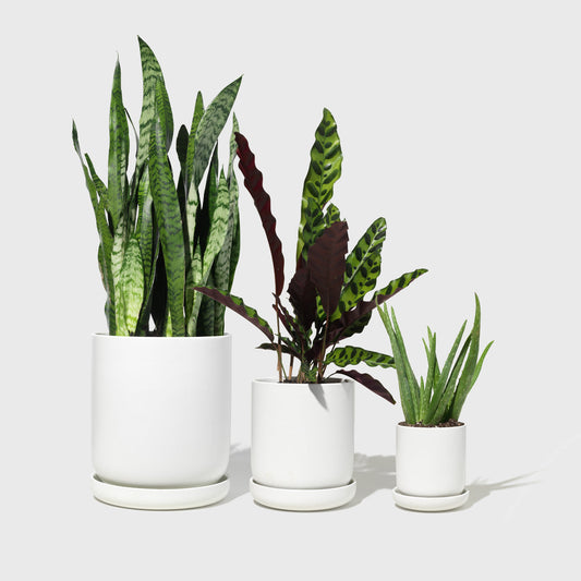 Assorted Stoneware Planters