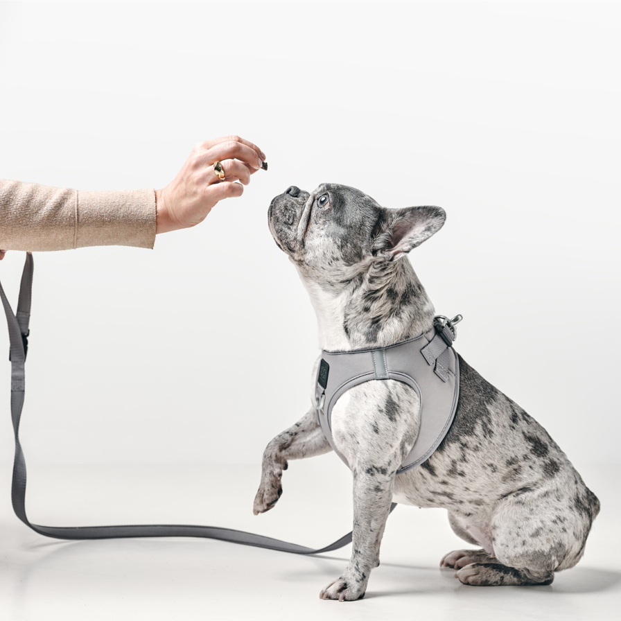 SoHo Dog Harness - Steel