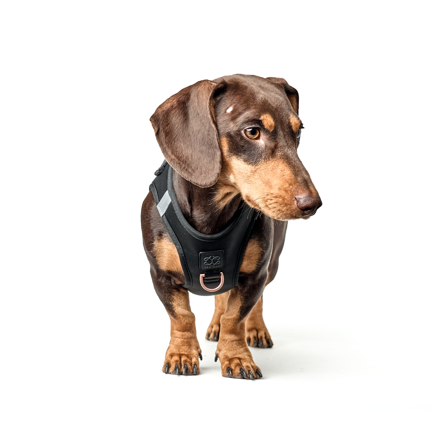 SoHo Dog Harness - Black
