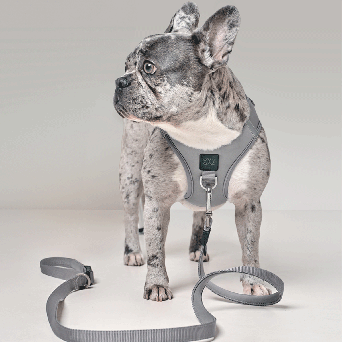 SoHo Dog Harness - Steel