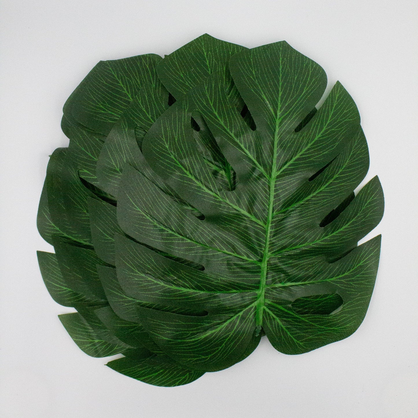 Monstera Tropical Leaves