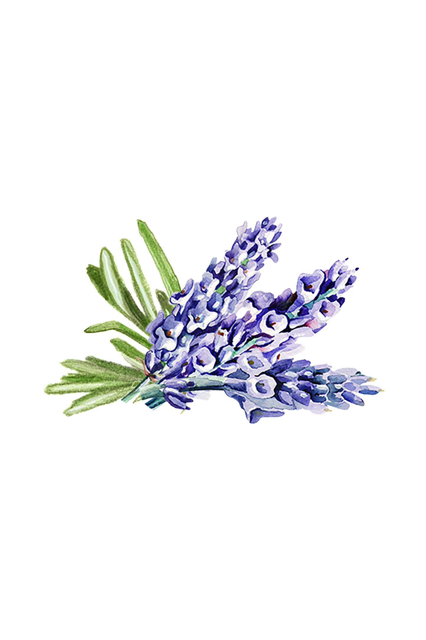 Hand Soap | Soothing Herbs