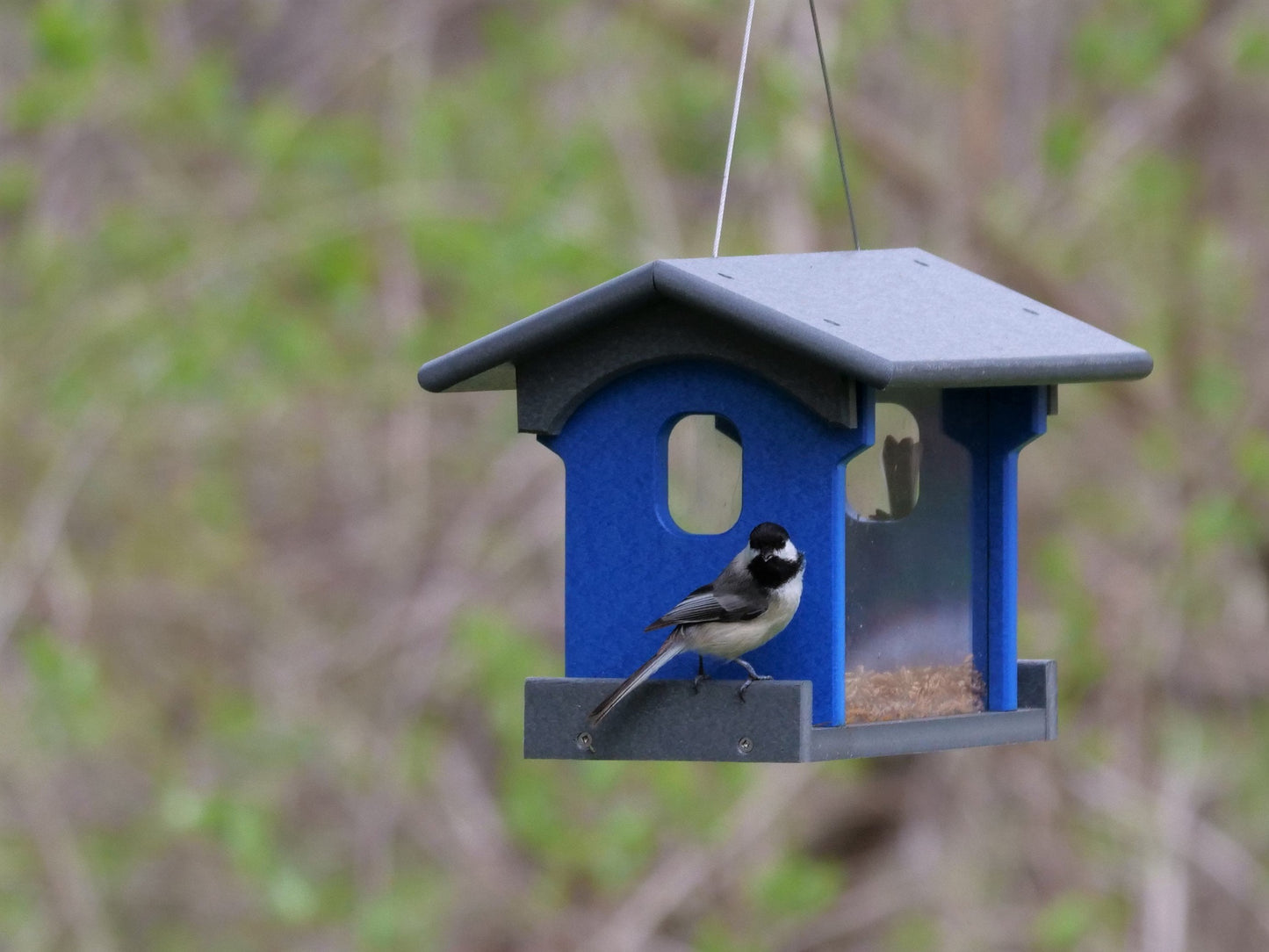 Amish-Made Bluebird Feeder, Made With Poly Lumber, For Feeding Mealworms
