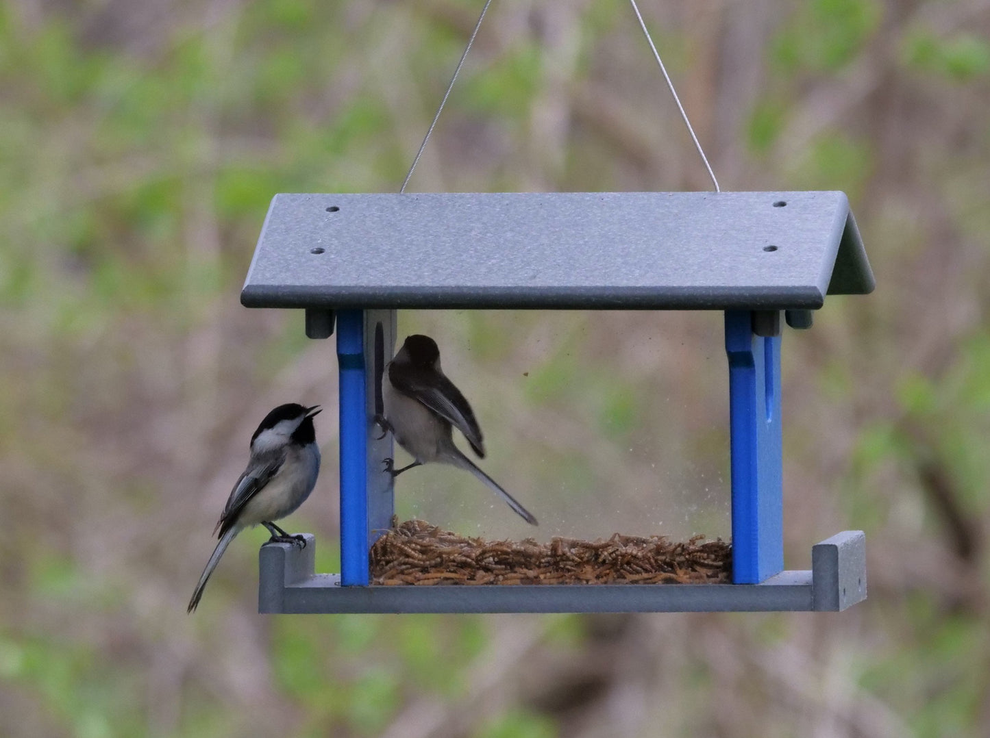 Amish-Made Bluebird Feeder, Made With Poly Lumber, For Feeding Mealworms