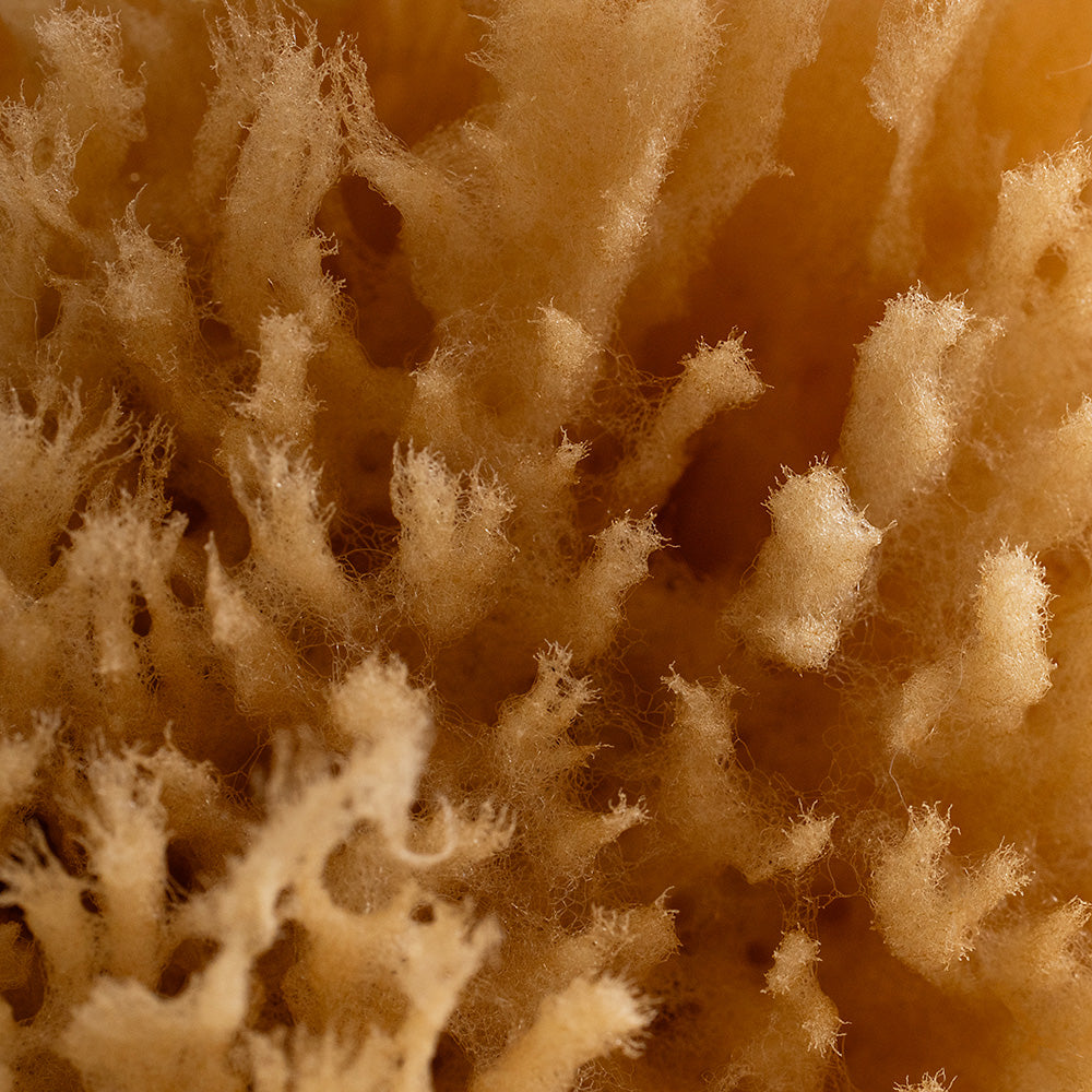 Exfoliating Grass Sea Sponge