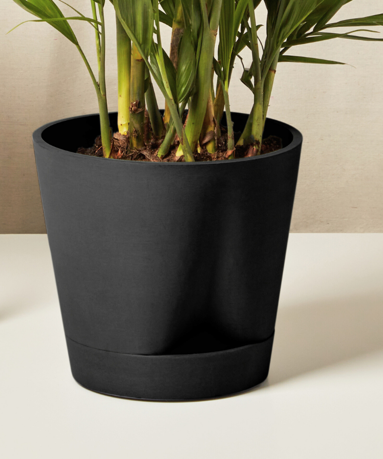 Cat Palm