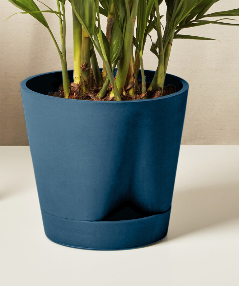 Cat Palm